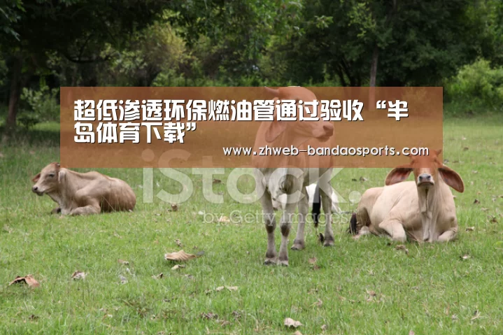 半岛体育体育网