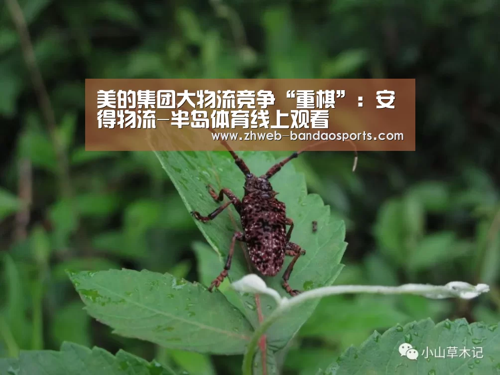 半岛体育体育娱乐