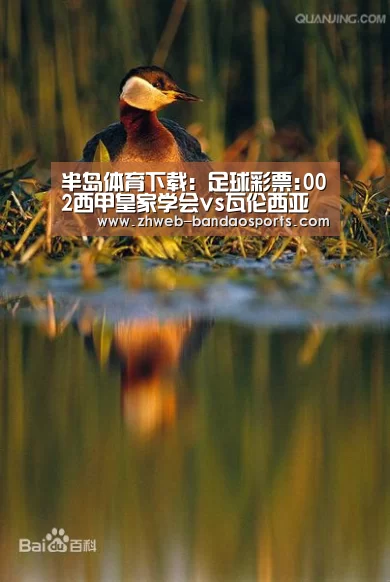 半岛体育体育网