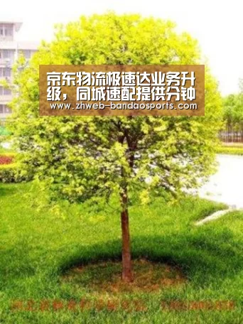 半岛体育线上观看